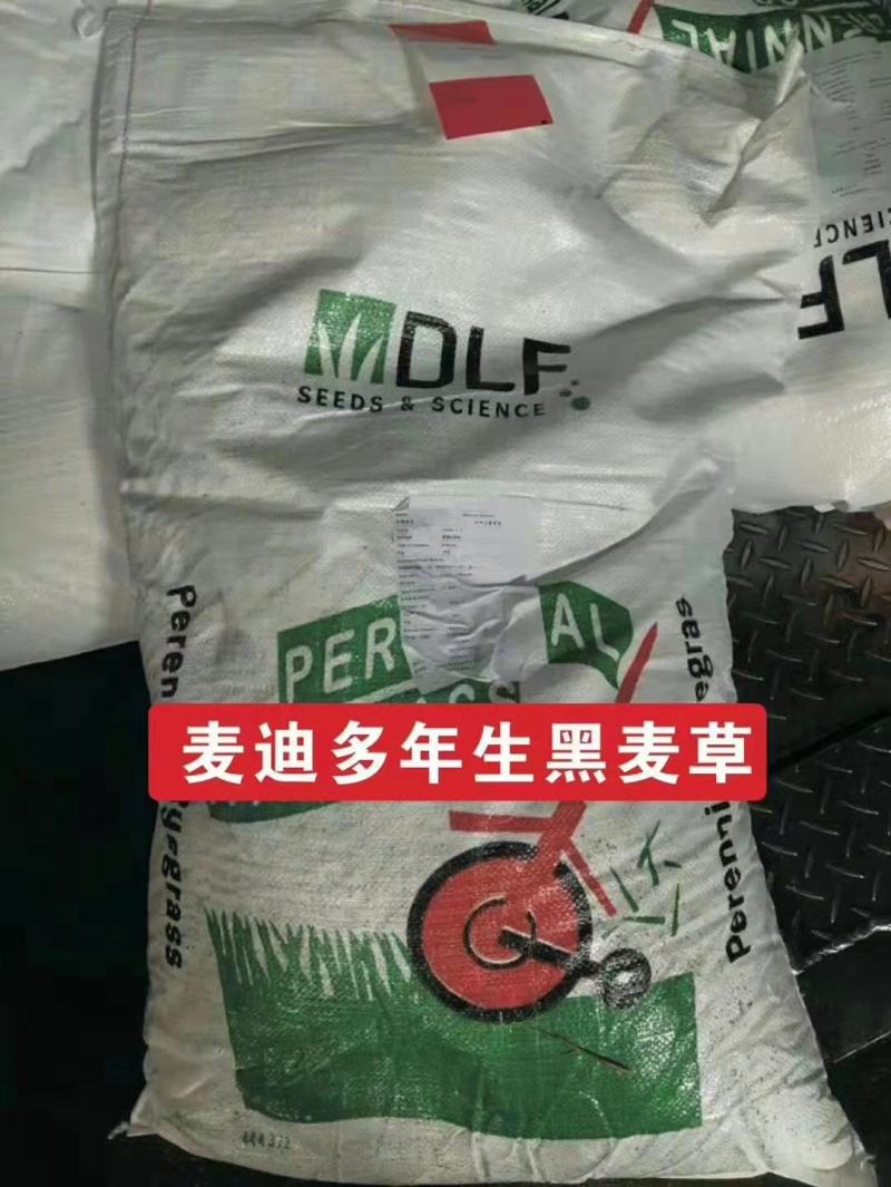 草坪种子