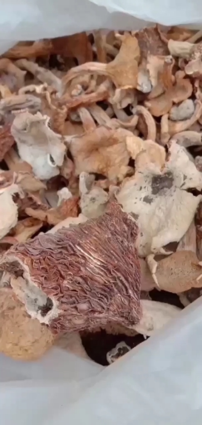 杂菇