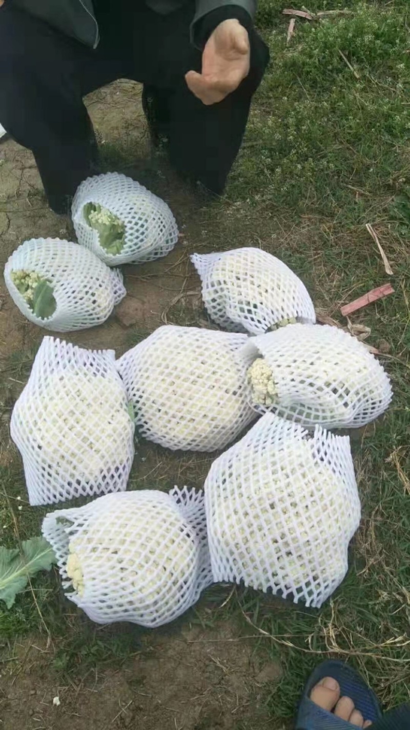 （有机花）量大，质量保证，需要的老板欢迎致电