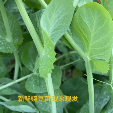 源头基地一手货源没有中间商欢迎私信咨询