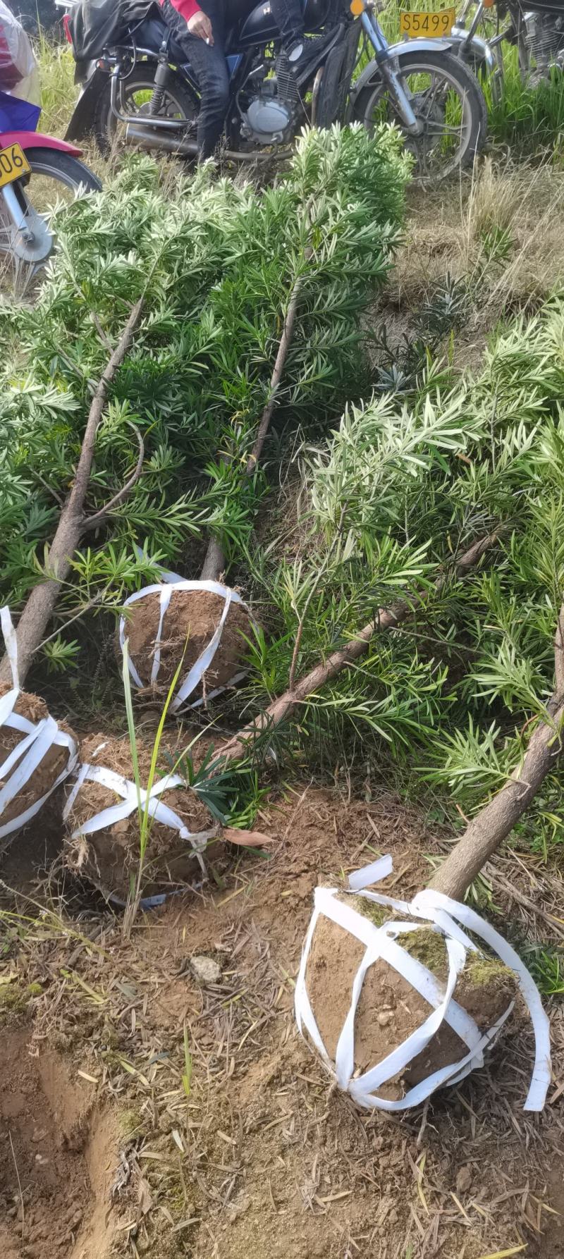 罗汉松批发，4公分罗汉松，2-8公分苗圃直供，中叶罗汉松
