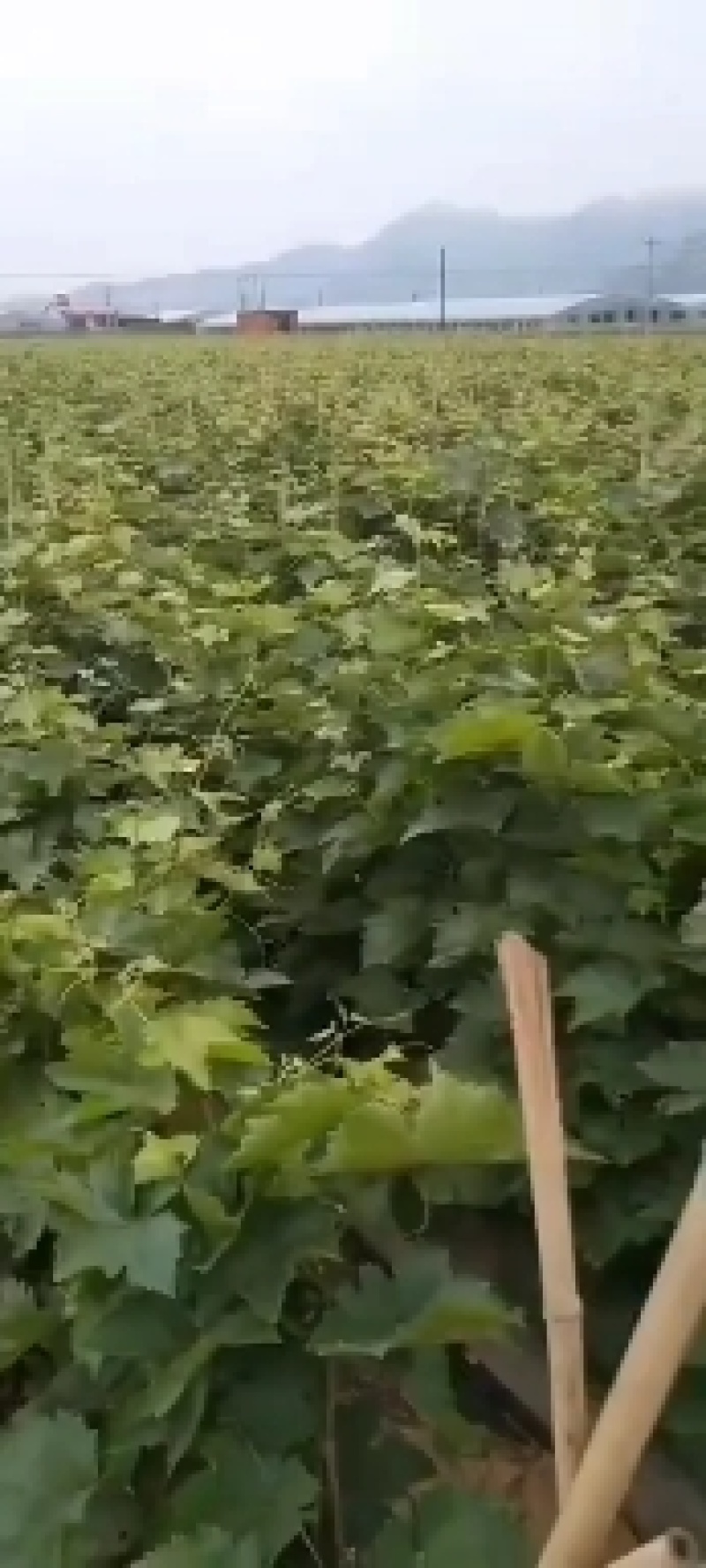 优质蓝宝石葡萄苗店铺所有葡萄苗全是自家繁殖诚信经营