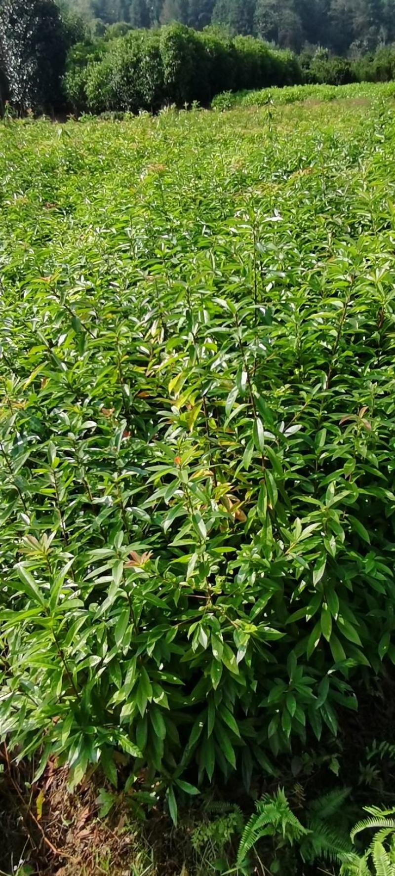 两年生木荷杯苗，木荷裸根苗，1-3公分木荷