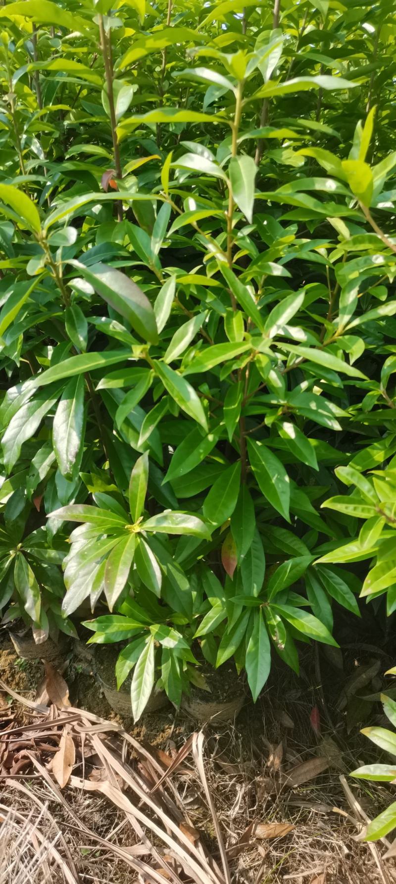 两年生木荷杯苗，木荷裸根苗，1-3公分木荷