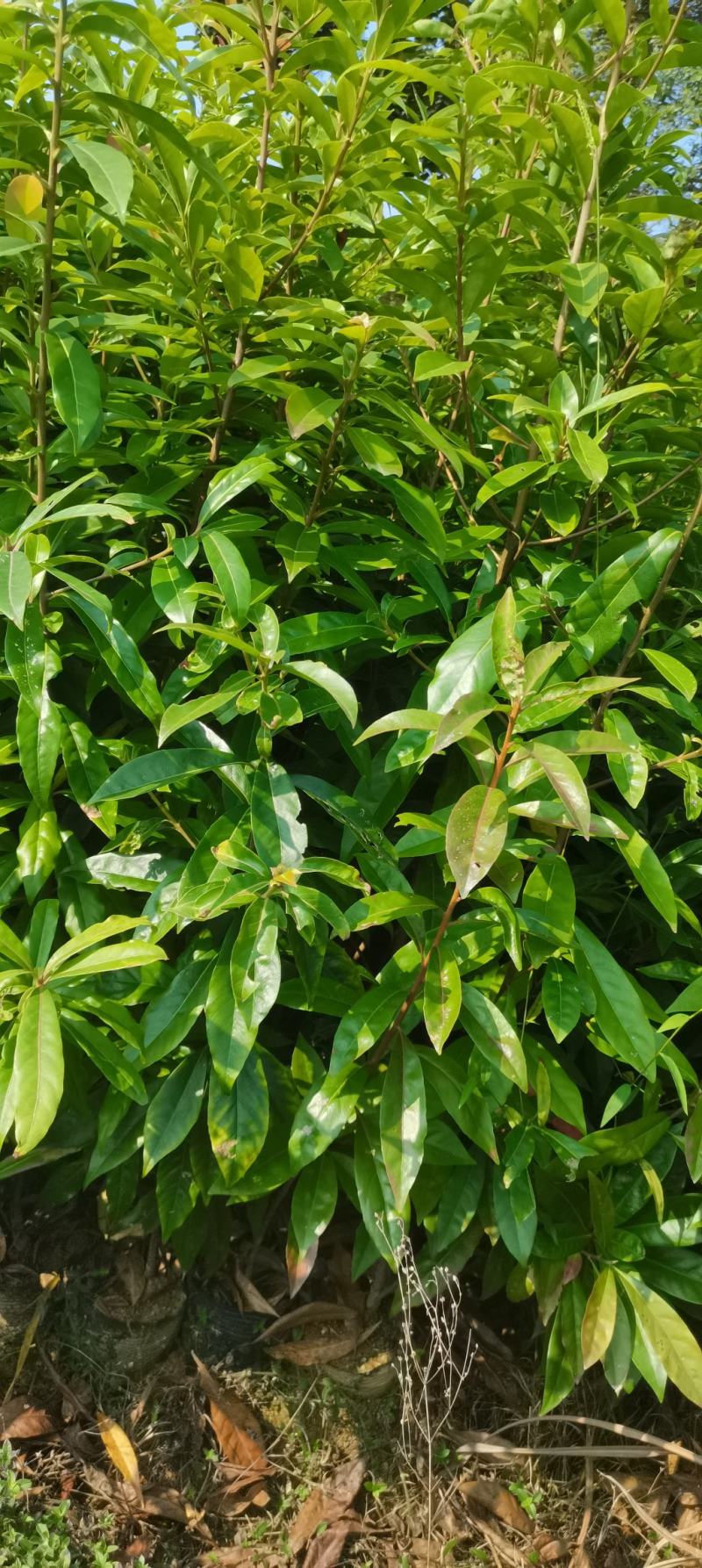 两年生木荷杯苗，木荷裸根苗，1-3公分木荷