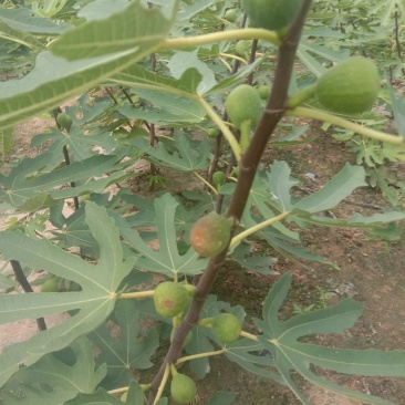 无花果树苗