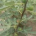 无花果树苗