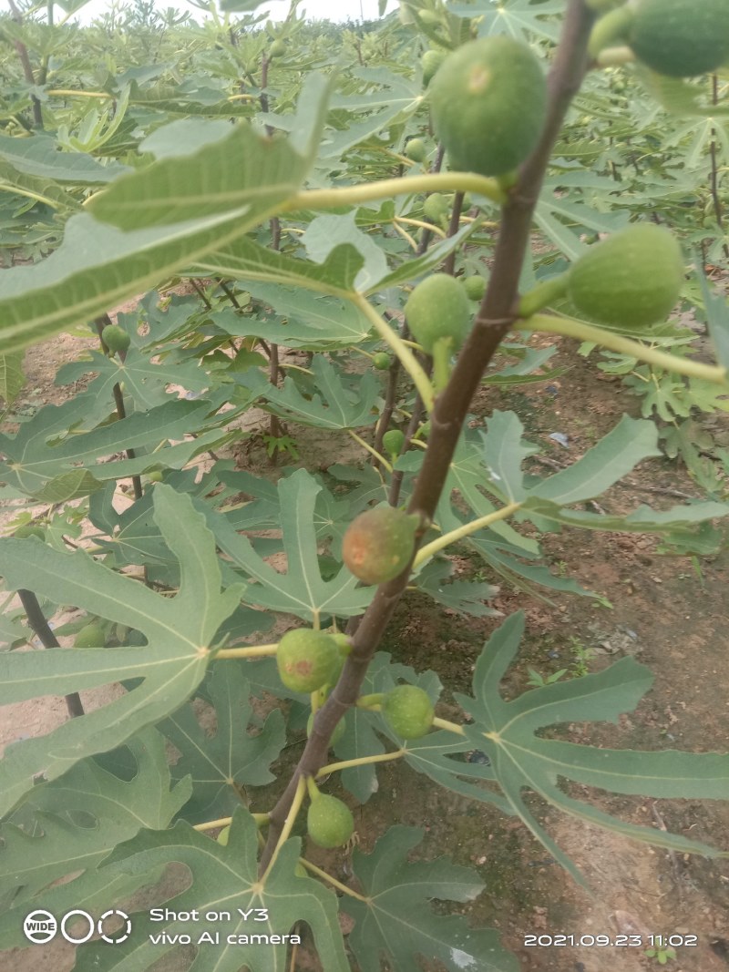 无花果树苗
