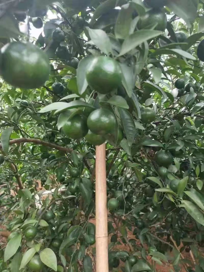 青香桔{巴西柑}大量预定中欢迎各位老板来对接