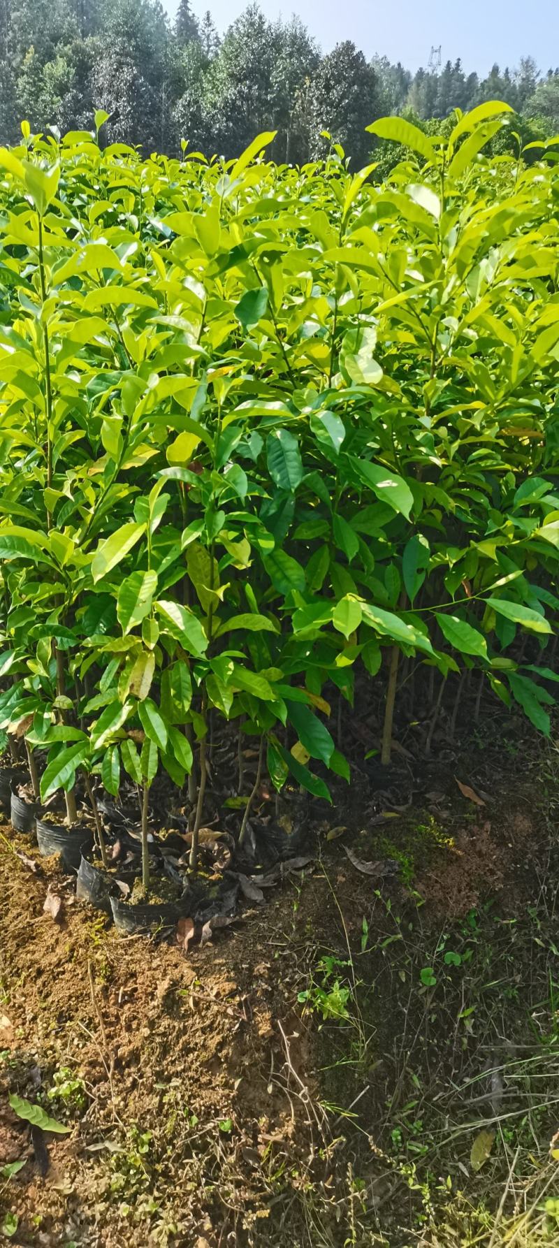 大量供应两年生乐昌含笑杯苗，2-3公分含笑苗大量供应