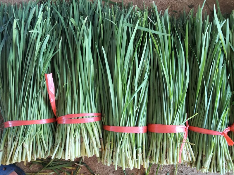 广东徐闻精品韭菜，大量上市