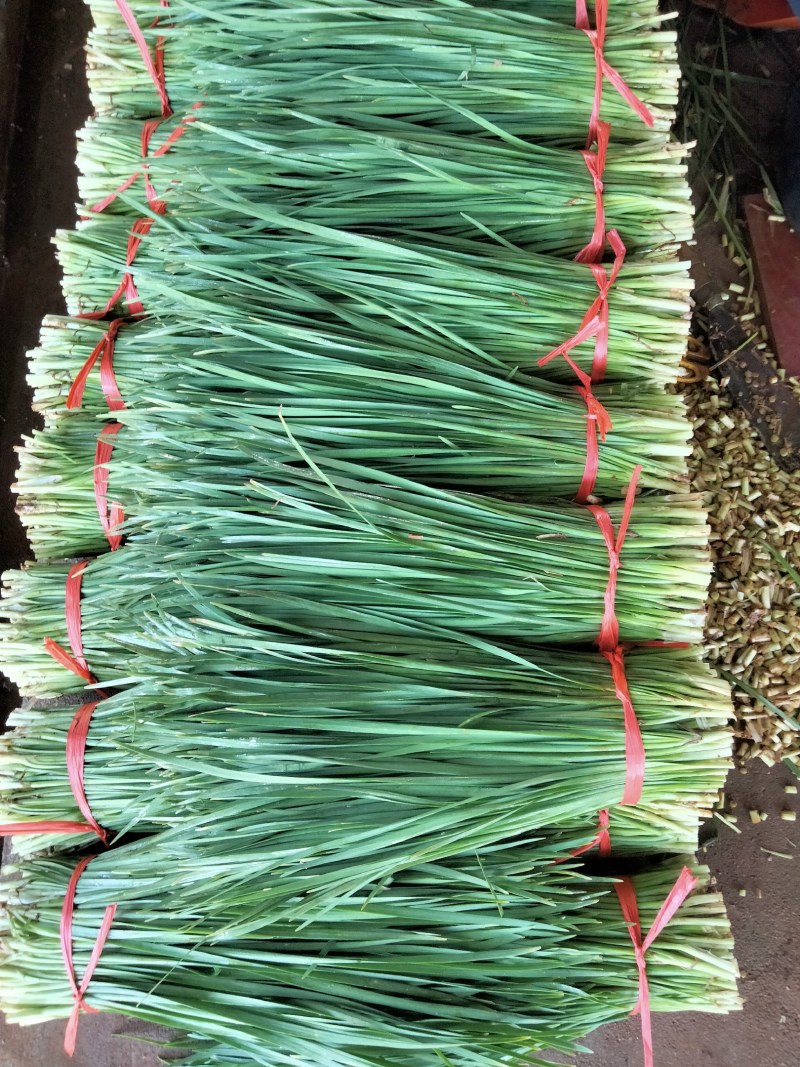 广东徐闻精品韭菜，大量上市