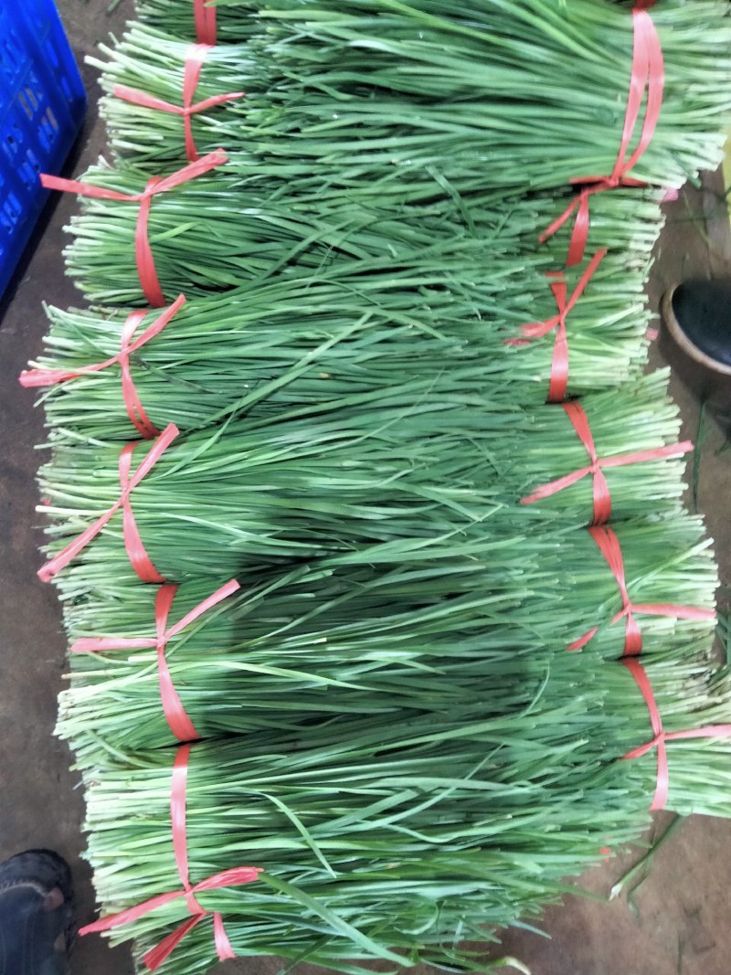 广东徐闻精品韭菜，大量上市