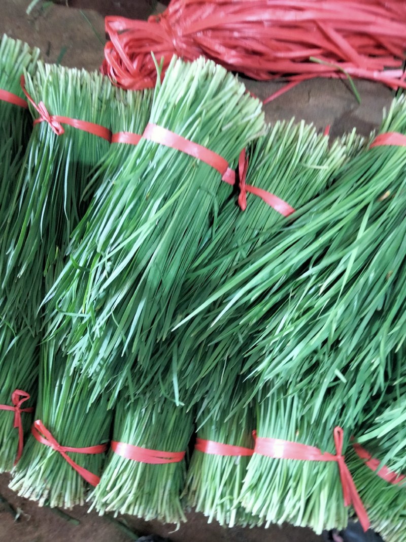 广东徐闻精品韭菜，大量上市