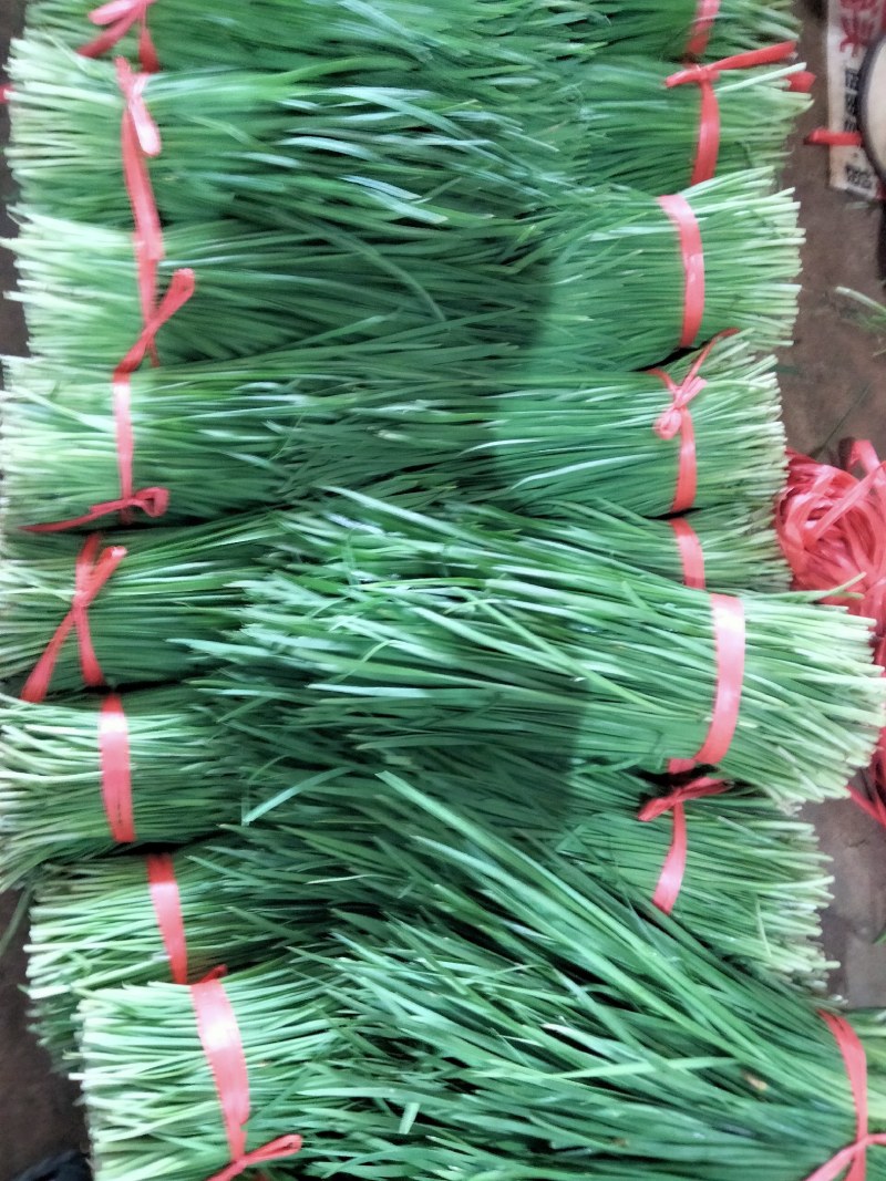 广东徐闻精品韭菜，大量上市