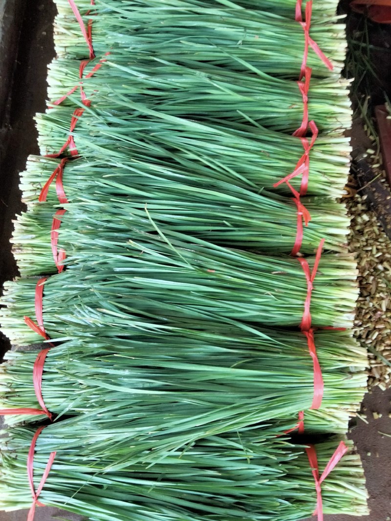 广东徐闻精品韭菜，大量上市