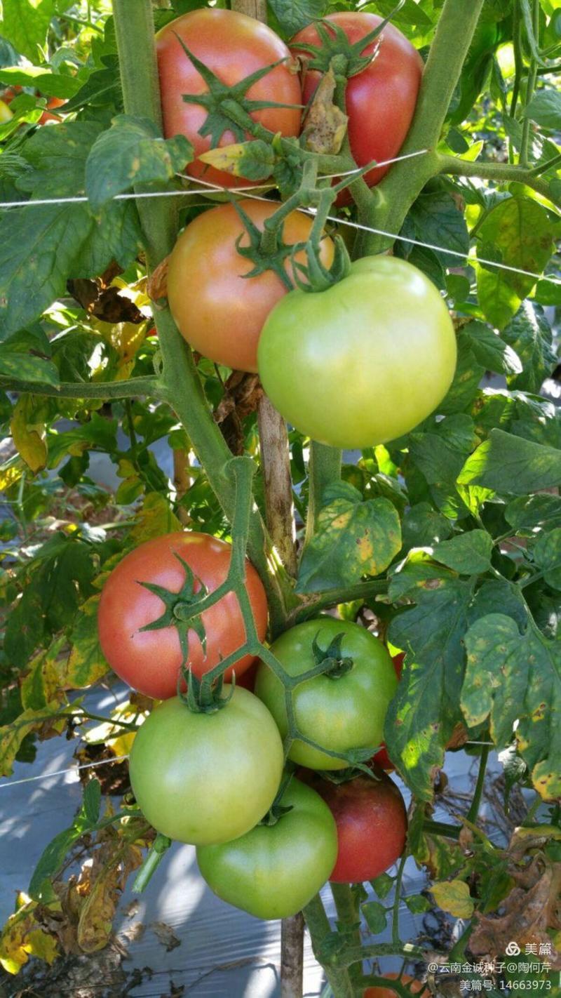 粉果番茄种苗精品大果抗病毒能力强抗TY病毒抗叶霉