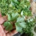 香菜，大棚万亩精品大叶香菜，一手货源低价批发