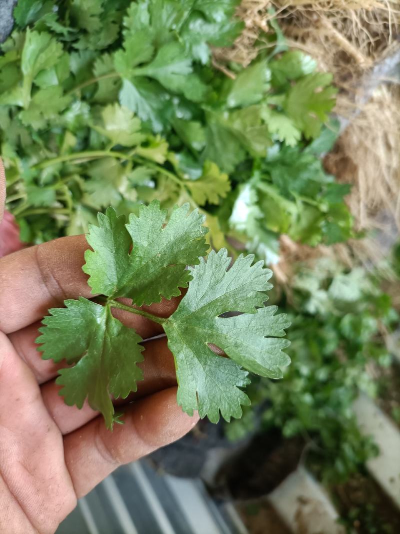 香菜，大棚万亩精品大叶香菜，一手货源低价批发