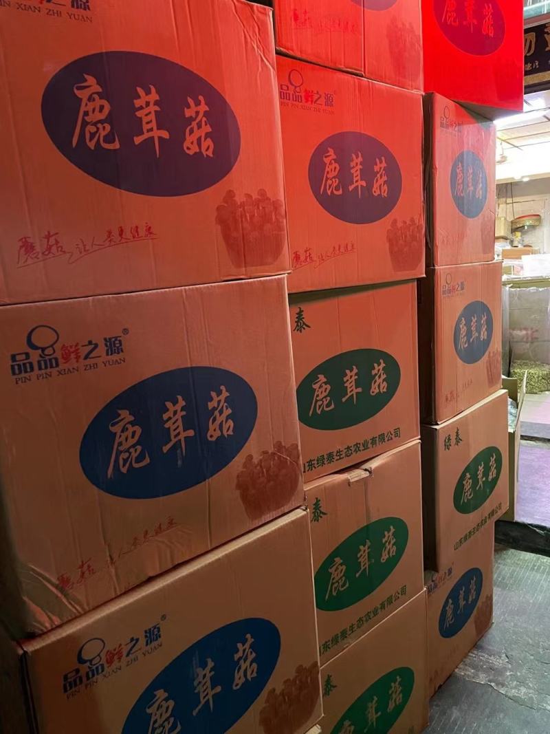 鹿茸菇，鹿茸菇，鹿茸菇，鹿茸菇，鹿茸菇，鹿茸菇，鹿茸菇！