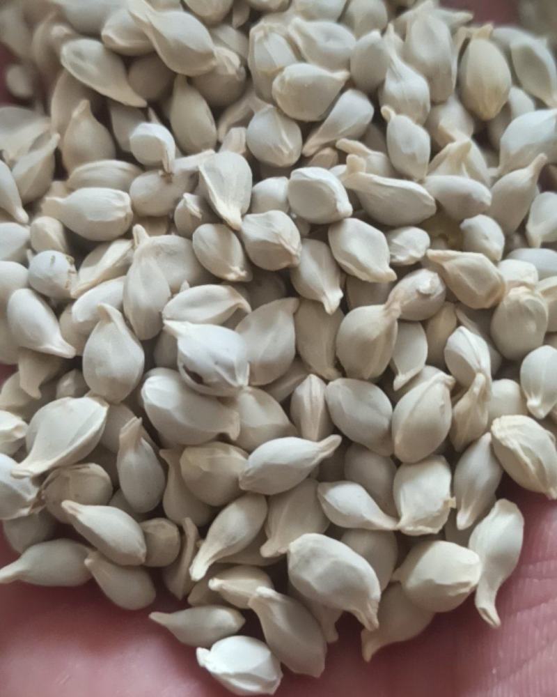 橘核中药材批发橘核产地直销质量保证量大从优