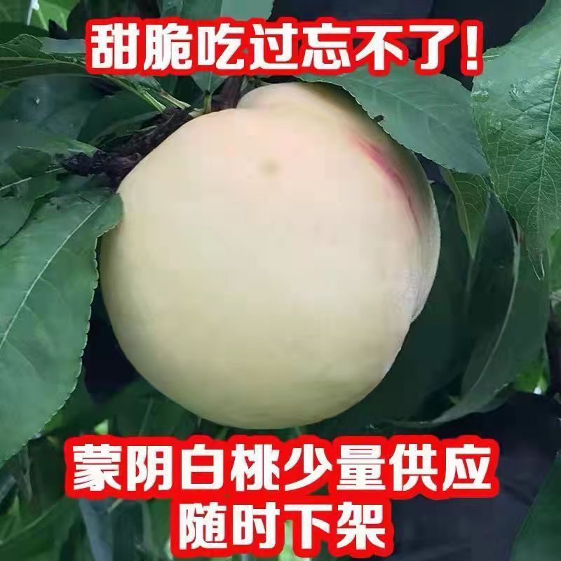 正宗山东奶油白桃5斤水蜜桃新鲜当季水果整箱现摘现发蒙阴白