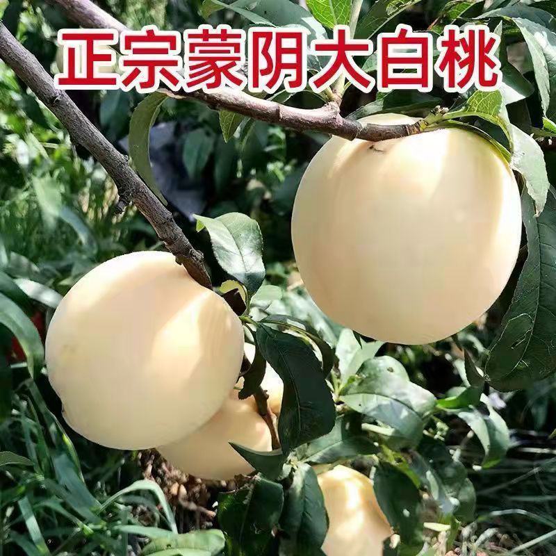 正宗山东奶油白桃5斤水蜜桃新鲜当季水果整箱现摘现发蒙阴白