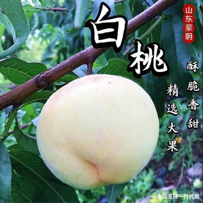 正宗山东奶油白桃5斤水蜜桃新鲜当季水果整箱现摘现发蒙阴白