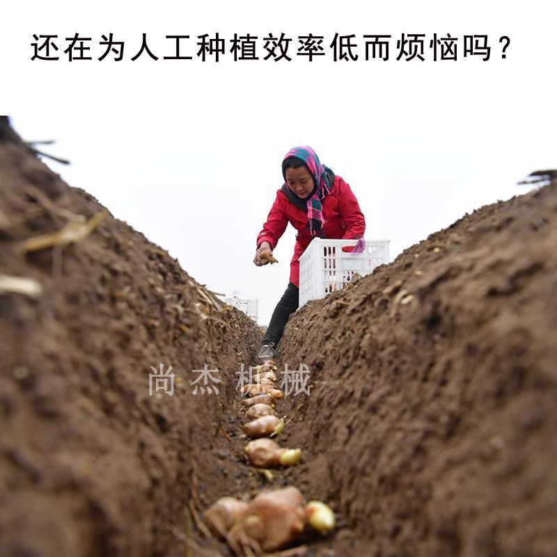 大姜播种机自走式大姜种植机生姜老姜播种机170汽油种姜机