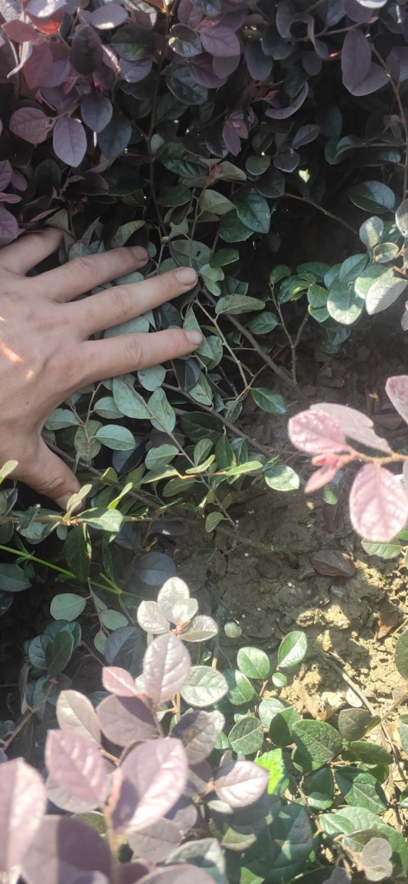 红花檵木