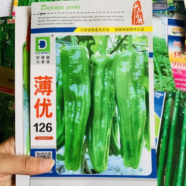 大家族薄优126辣椒种子翠绿皮大果薄皮泡椒种子高产