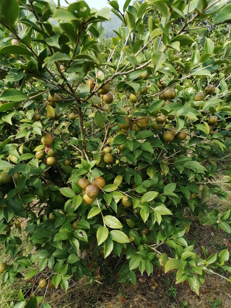 江西鄱阳县山区2021年霜降后油茶鲜果有五六吨要者速联系