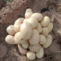 丽薯陕西定边县白泥井镇大漠蔬菜基地土豆大量上市薯型好颜色