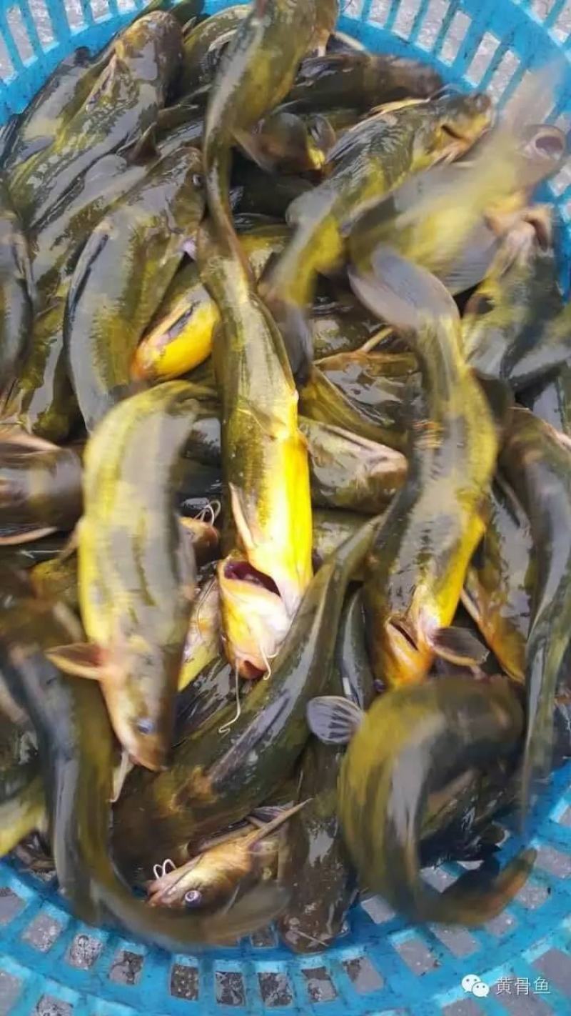 湖南黄颡