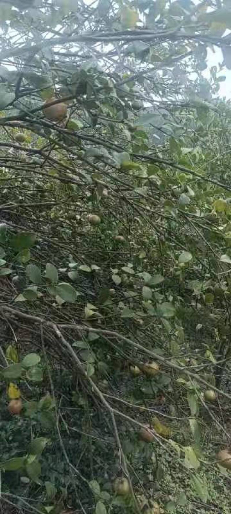 茶油果，产地直发，一手货源，量大价优，质量保证