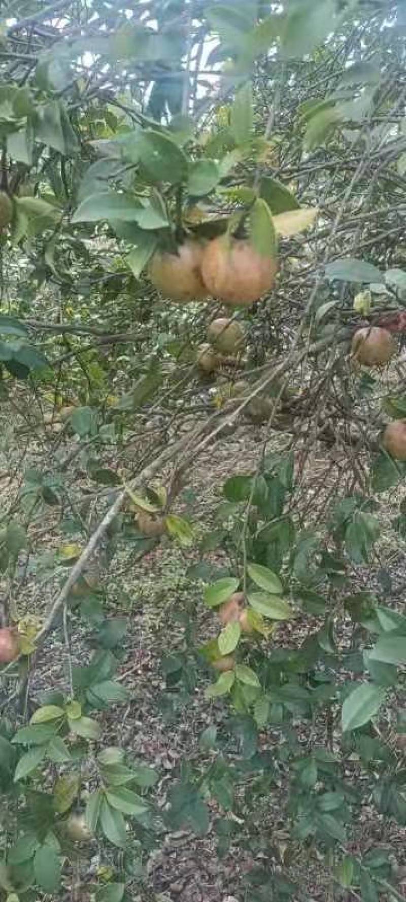茶油果，产地直发，一手货源，量大价优，质量保证
