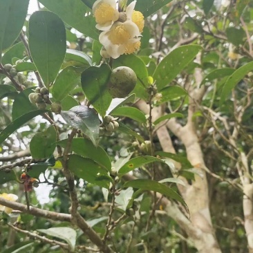 茶油果，产地直发，一手货源，量大价优，质量保证