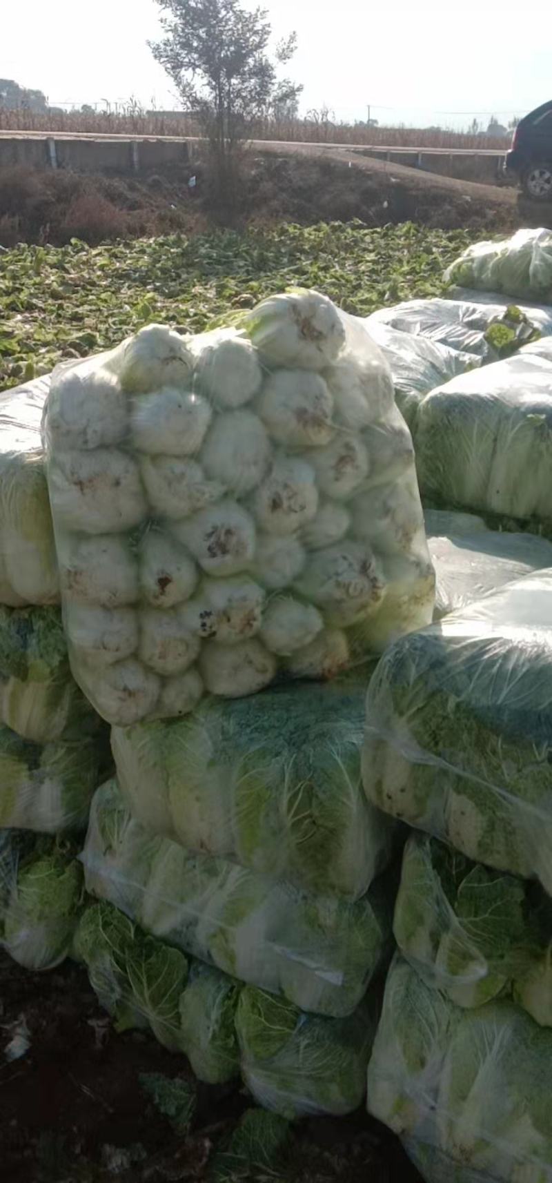 娃娃菜