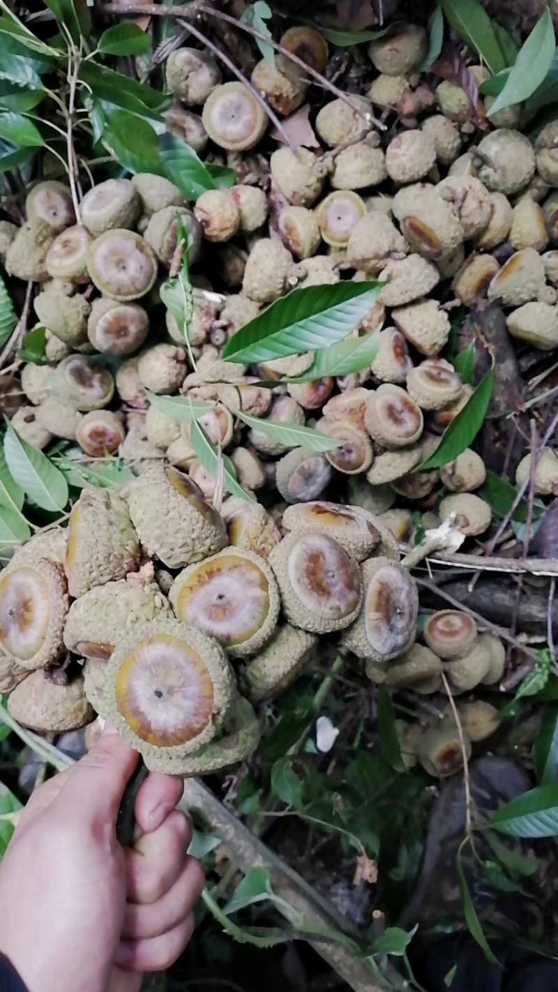 广东罗定深山风流果，现在只做干货了，鲜货基本没有了