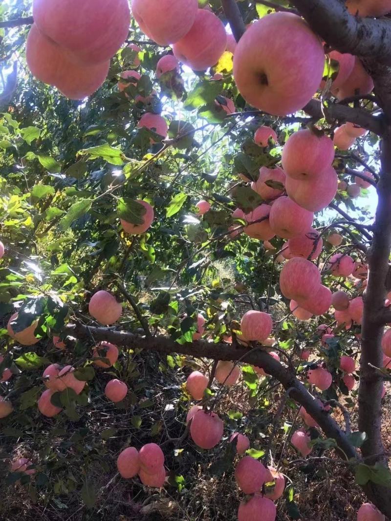 红富士沂蒙山山地红富士苹果套袋苹果苹果苹果