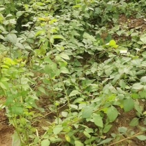 药用连翘种苗