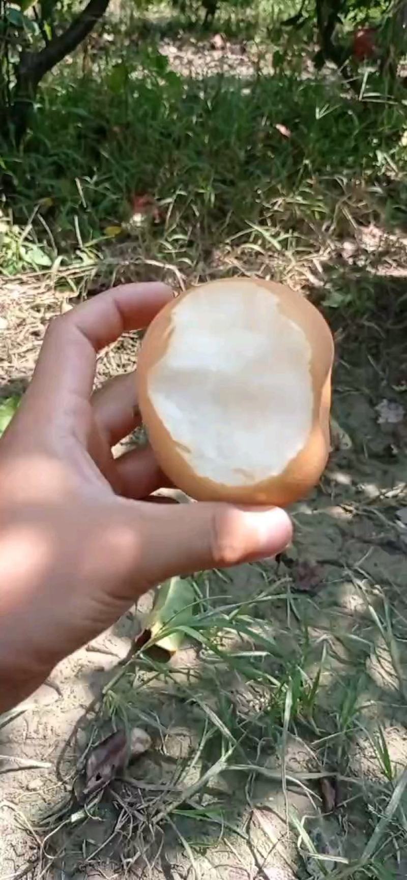 梨树苗早中晚熟品种酥脆梨黄金梨蜜梨翠冠梨苹果梨