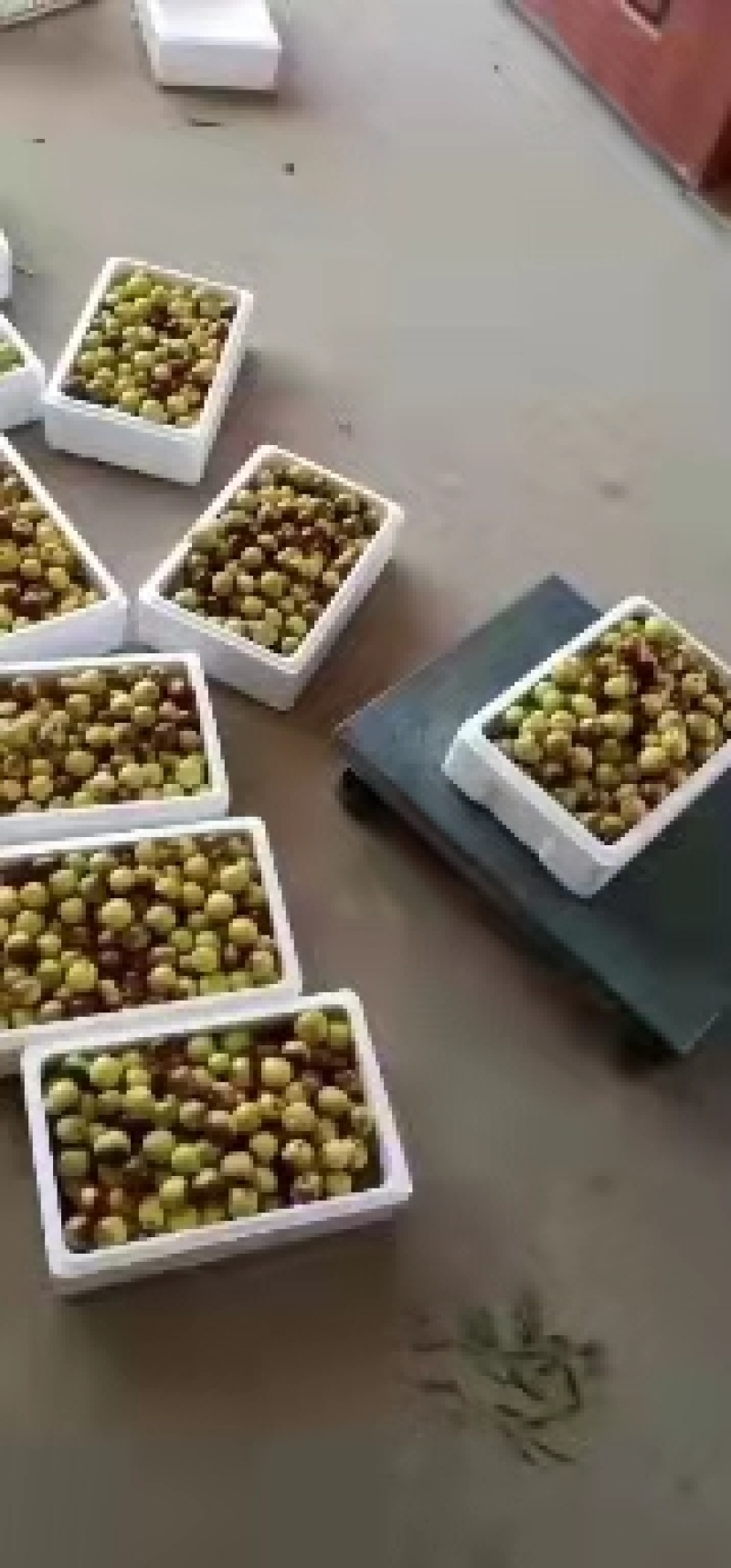 沾化冬枣口感脆甜肉厚核小甜度高耐运输全国发货运费低有设备