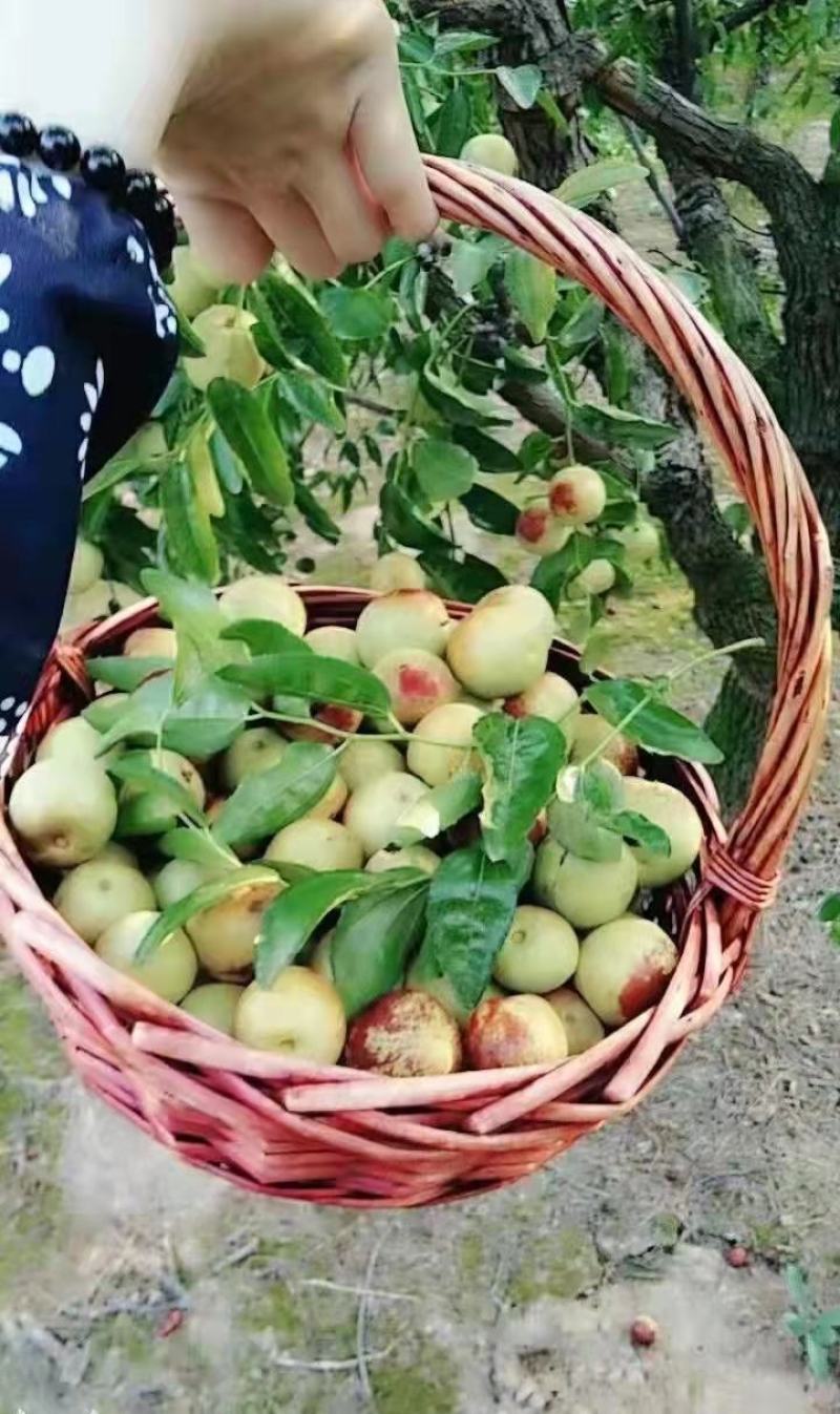 沾化冬枣口感脆甜肉厚核小甜度高耐运输全国发货运费低有设备