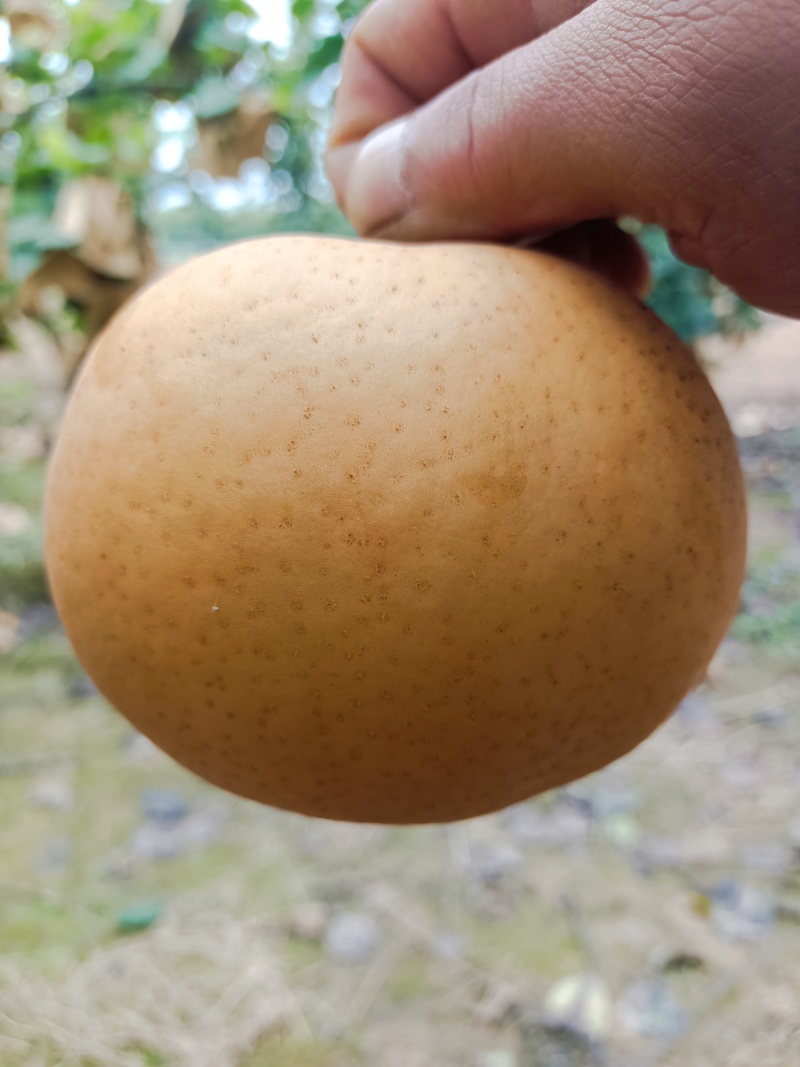 梨