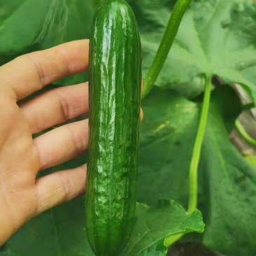 水果小黄瓜苗耐寒水果型黄瓜苗全雌小黄瓜苗瓜条深绿