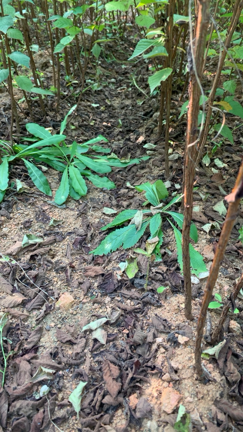 优质毛樱桃苗。嫁接樱桃苗沾木。樱桃苗。提供技术，可视频看货