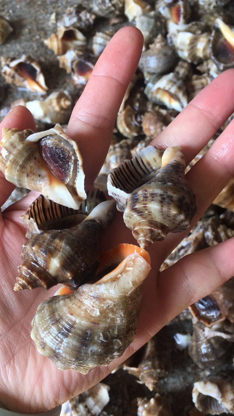 产地直发海螺一手货源大海螺水产，全国发货
