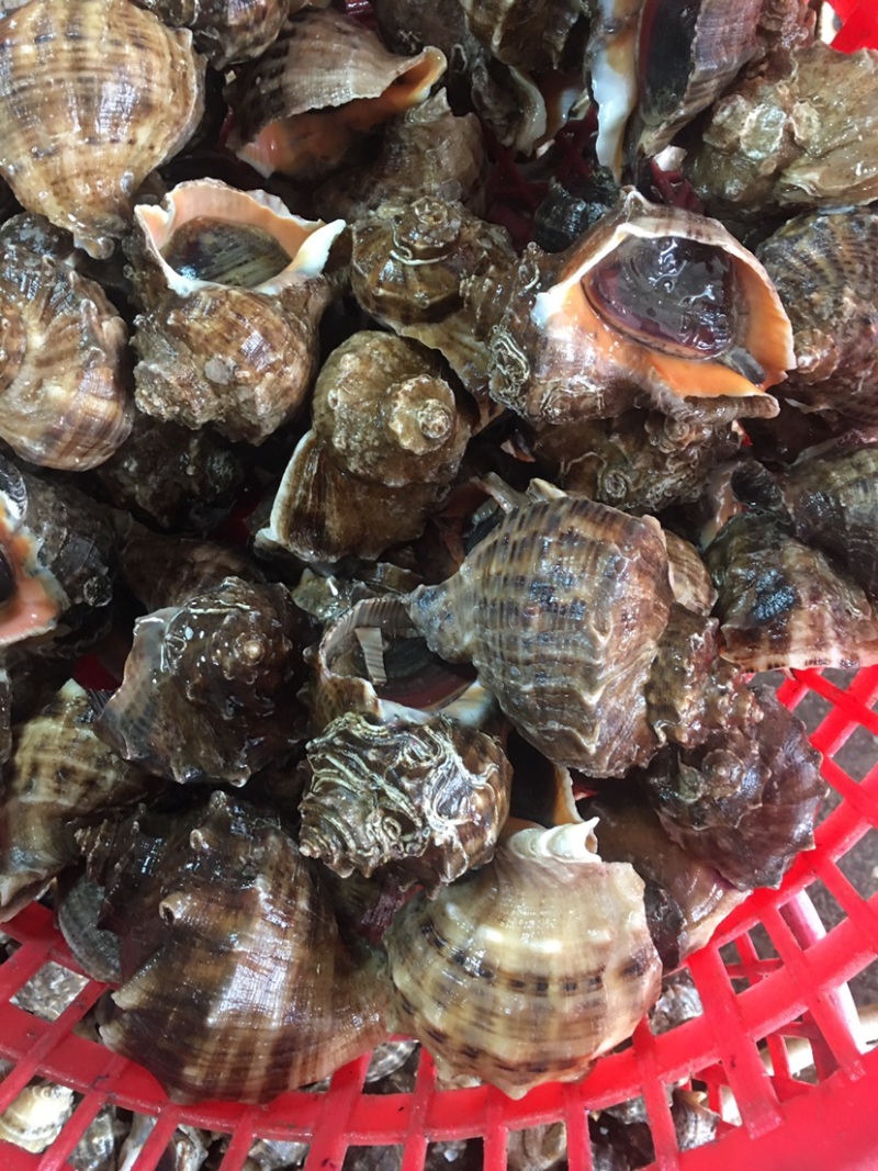产地直发海螺一手货源大海螺水产，全国发货