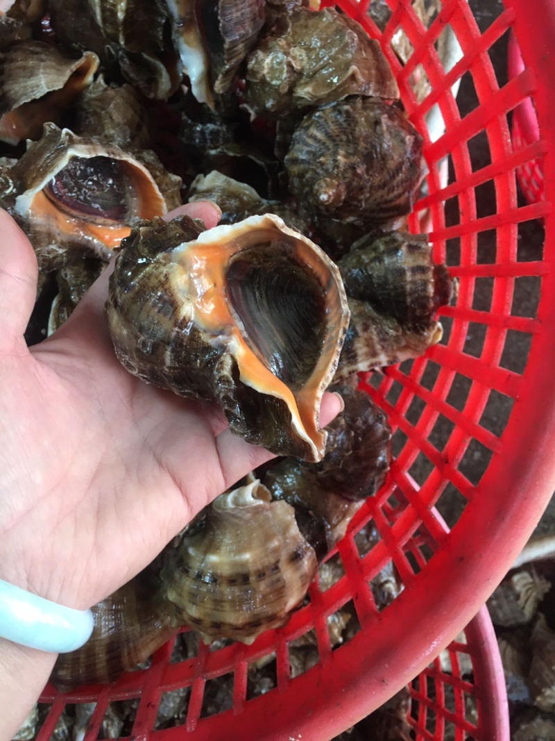 产地直发海螺一手货源大海螺水产，全国发货